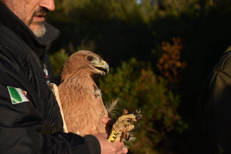 Aquila di Bonelli Aquila di Bonelli