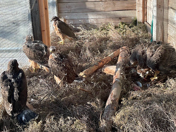 Aquile di Bonelli Aquile di Bonelli