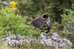 La dieta dell’Aquila di Bonelli