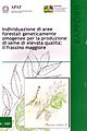 Individuazione di aree forestali geneticamente omogenee per la produzione di seme di elevata qualità: il frassino maggiore