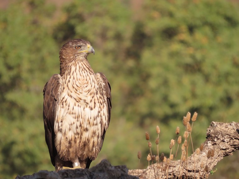 Foto Juanjo Iglesias